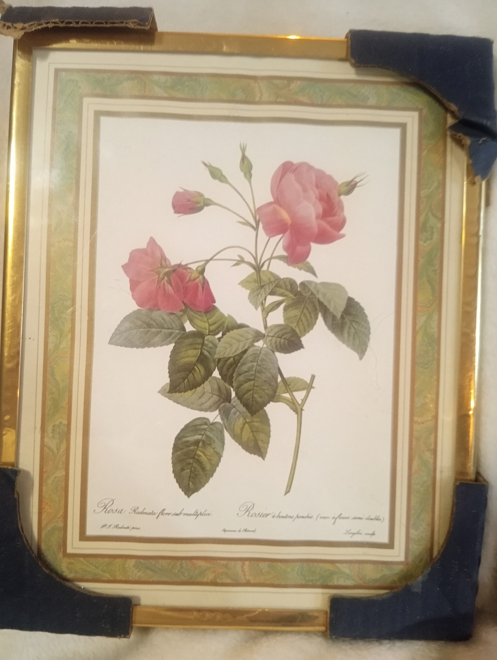 Vintage Redouté "Rosa Reclinata" Botanical Print - 8x10 Framed Rose Art (NOS)